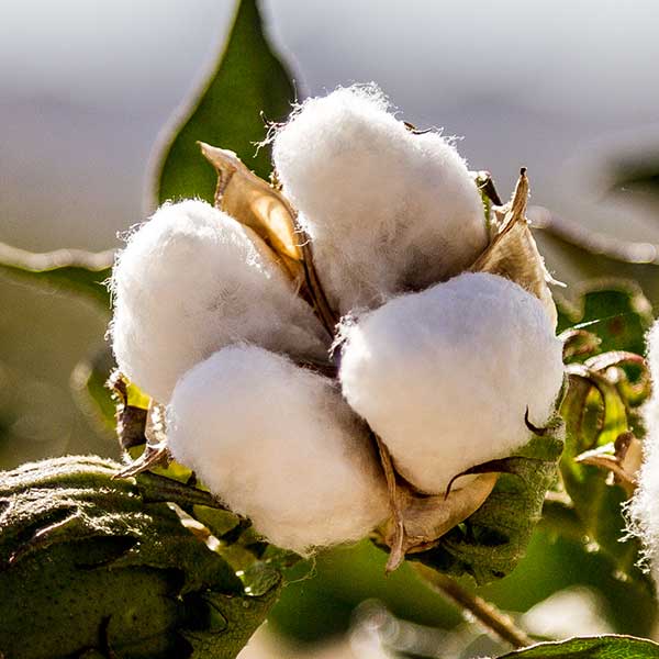 Die Baumwollhaube: GOTS zertifizierte Baumwolle aus Ägypten