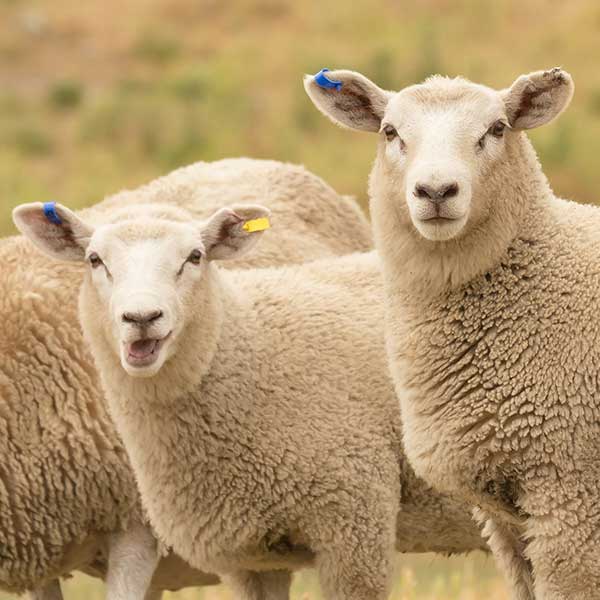 Merinoschafe in der Natur. Die Haube verarbeitet nur mulesingfreie, zertifizierte Merino Wolle