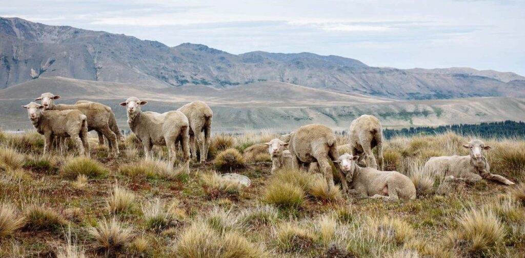 Merinoschafe in der Natur. Die Haube verarbeitet nur mulesingfreie, zertifizierte Merino Wolle