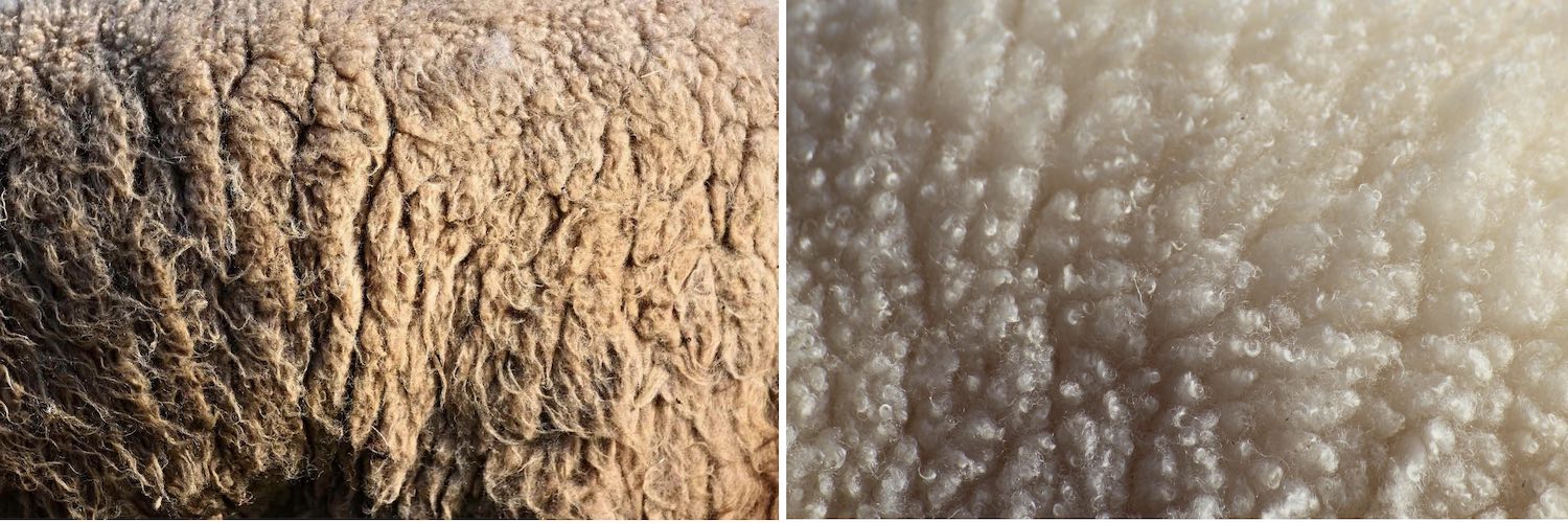 Merinowolle - Die Haube verarbeitet nur mulesingfreie, zertifizierte Merino Wolle