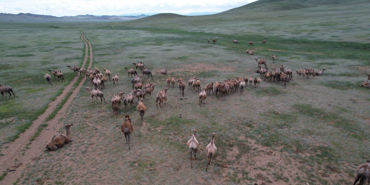 Kamel von Noble Nomads in der Mongolei - Das beste Kamelhaar für unsere Kamelhaar Hauben