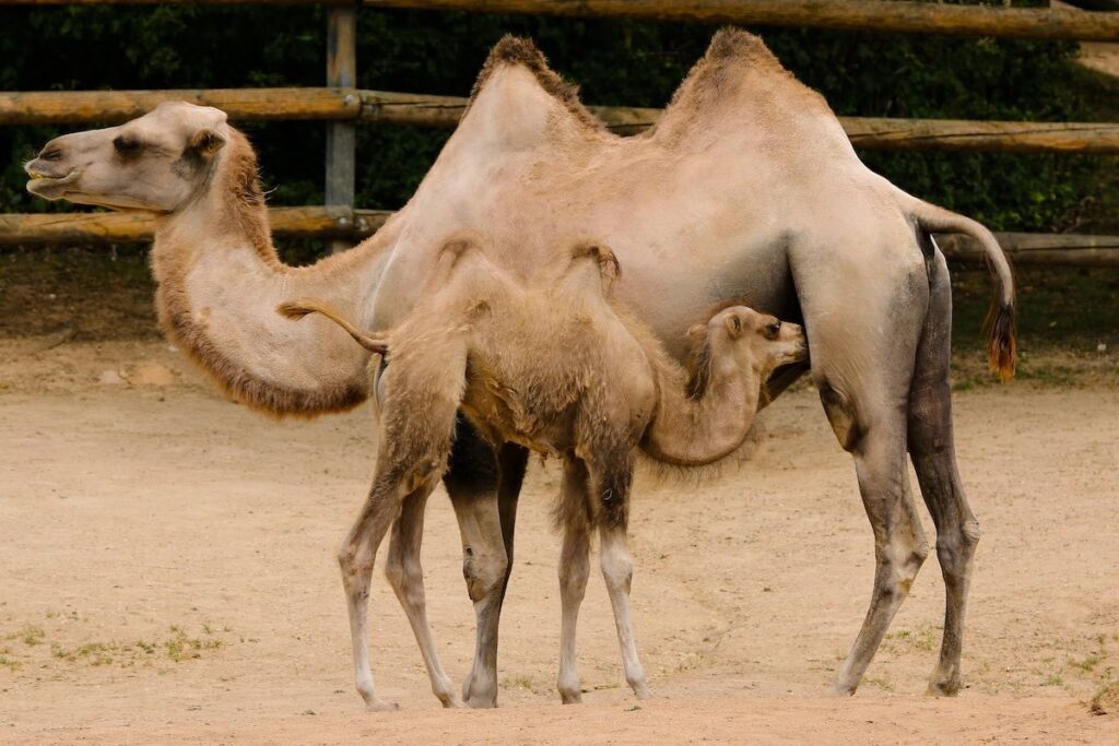 Baby Kamel in der Mongolei - Das beste Baby Kamelhaar für unsere Baby Kamelhaar Hauben