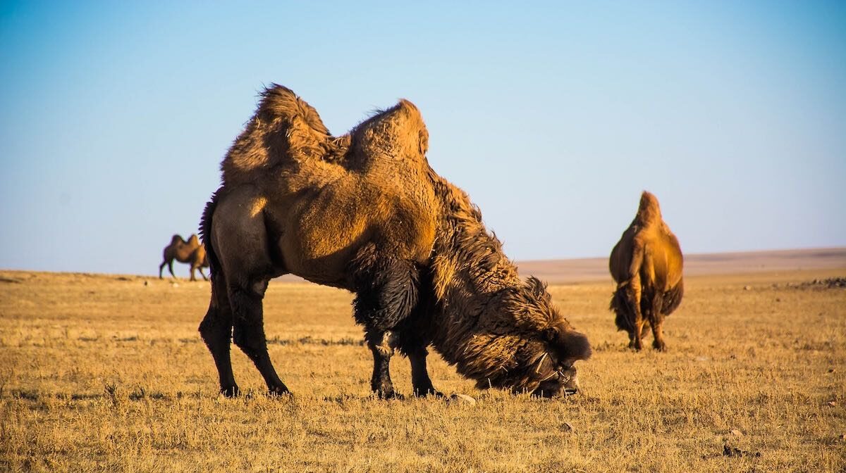 Kamel in der Mongolei - Das beste Kamelhaar für unsere Kamelhaar Hauben