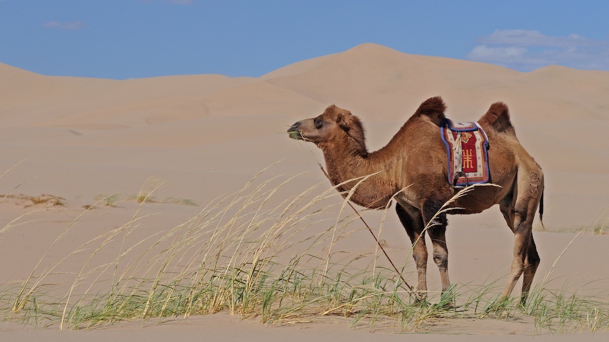 Kamel in der Mongolei - Das beste Kamelhaar für unsere Kamelhaar Hauben