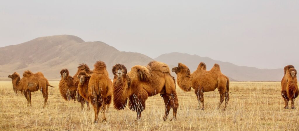 Kamel in der Mongolei - Das beste Kamelhaar für unsere Kamelhaar Hauben