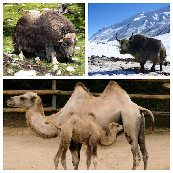 Moschusochse, Yak, Baby Kamel, Kamel